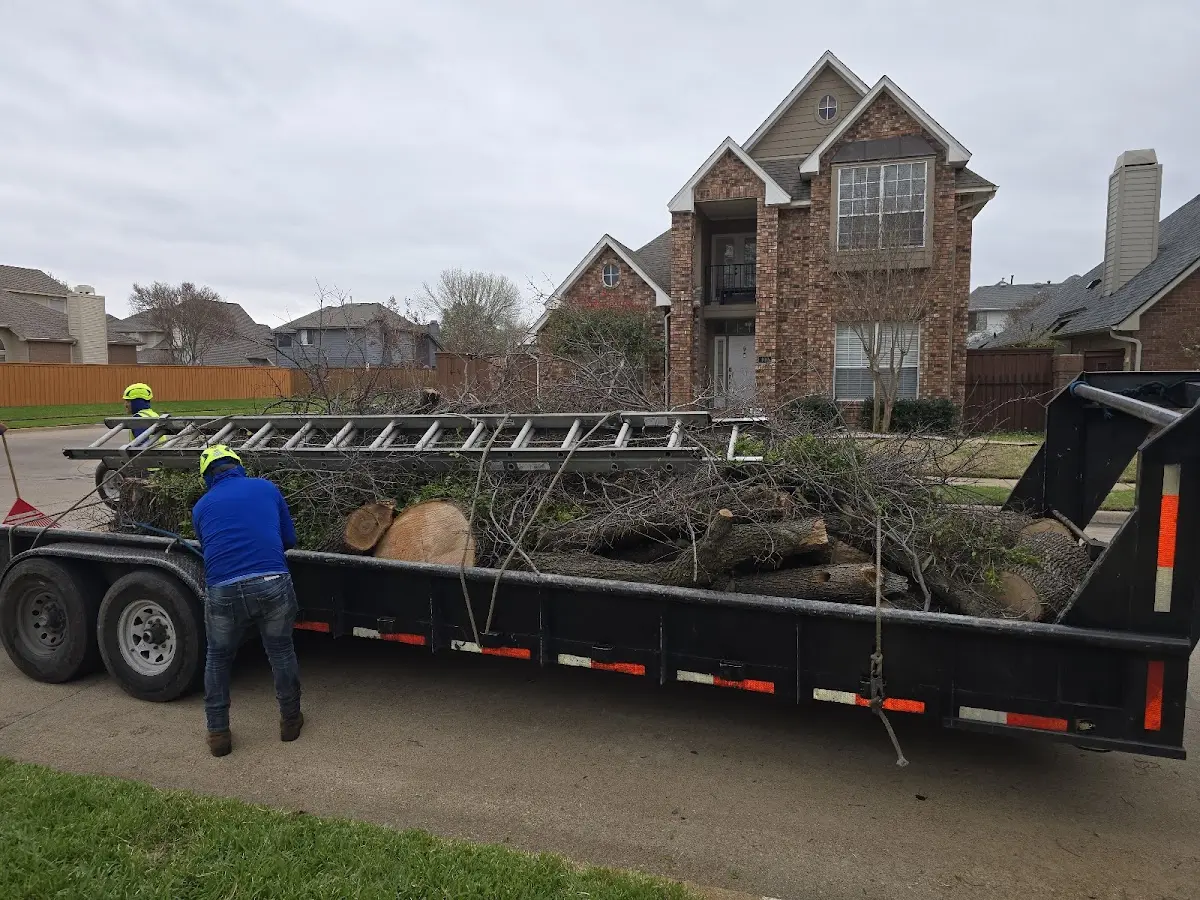 Expert Tree Pest Control with proper safety equipment in Lead Hill
